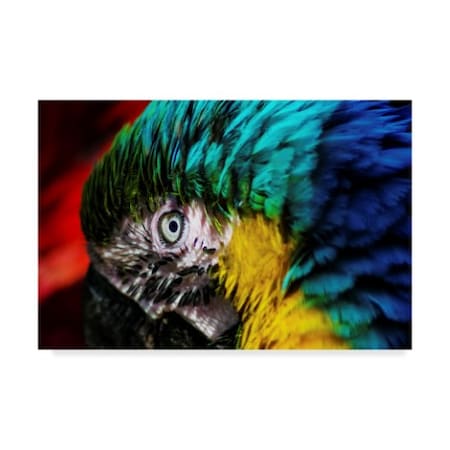 Pixie Pics 'Macaws Eye' Canvas Art,30x47